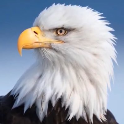 E5CavScout's profile picture. MAGA! 🇺🇸