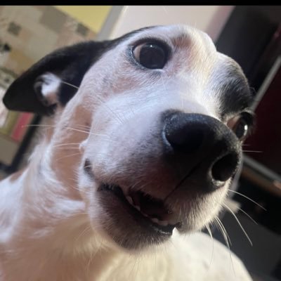 llaureca's profile picture. 🇦🇹