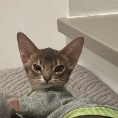 twperritos's profile picture. 