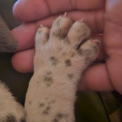 SNOoTs_Randi's profile picture. 