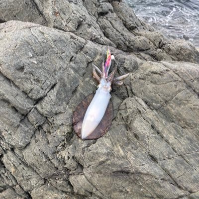 boriturich's profile picture. ぼり釣りチャンネル 初心者エギング投稿。合言葉は「あなる」と「ピエロ」