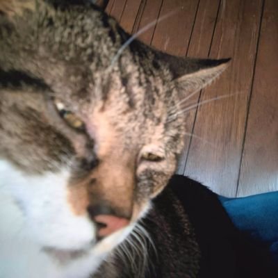 nssnickerdoodle's profile picture. better far left then far wrong