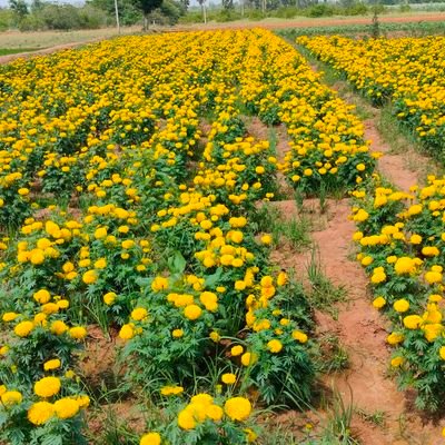 Kannan537069978's profile picture. ♥♥♥i like sex  தமிழ் & முஸ்லீம்  பெண்கள் மட்டும்  வாருங்கள் இன்பாக்ஸ் ஃப்ரீயா பேசலாம்♥♥♥