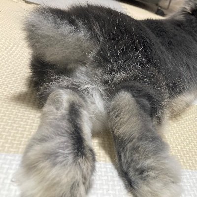 aoyoruhazuki's profile picture. 趣味垢。うさぎ飼い。