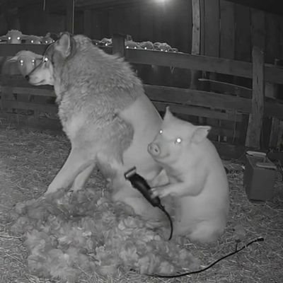 xbox002000's profile picture. Impossible scenes • 0.3s hooks • one-shot hyper-real chaos
Grok / Sora / Nano Banana 2
Breaking reality with a new 15-second
 universe every day.