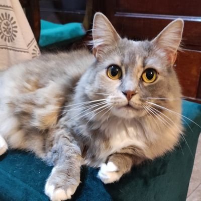 manitodelaucha's profile picture. 