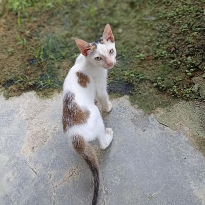 suhiwestie14's profile picture. live in the moment 🩵🎸🦈
my main account @suhi16300❤