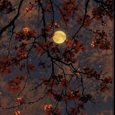 RadwaEmad647214's profile picture. لا شيء يشبهني، حتى المرايا تظهر شخصاً آخر ..!