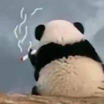 Zve618's profile picture. 一级二级投研｜链上冲狗达人｜守得云开见月明