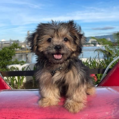 yingyaaaaaang's profile picture. MikBrent Enjoyer💜