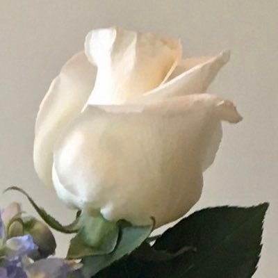 lallysrose's profile picture. Blue. quiet life. American born for those who posted I probably wasn't even American. No DMs