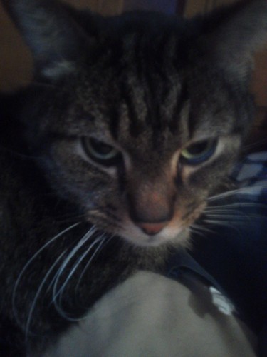 im a cat and im pretty gosh darn adorable... oh yeah MEOW