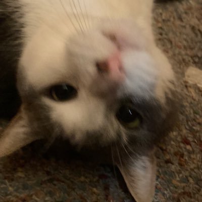 GlorpGneep's profile picture. Sharing a brain cell with @Z3ro_UCK1999 Discord: glorpgneep I do vent on main I AM 16 YEARS OLD. DO NOT BE WEIRD IN MY DMS. Ask for priv in DM’s I:S::K:F