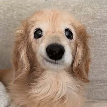 c_rast155's profile picture. 𔘓Long live lesbians🫦/caitvi/supercorp/I love Katie Mcgrath/auronplay🤍

˖ ࣪⭑🩷