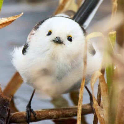 RUx9o's profile picture. 