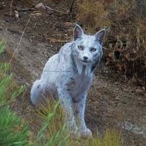 johancorug's profile picture. Estado Novo