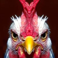 ChickenUgly (@octopusbarbeque) 's Twitter Profile Photo
