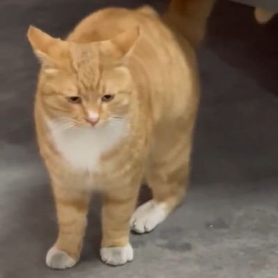 failcatcat's profile picture. 我很聪明！

我一定会成功的！

谢谢大家！