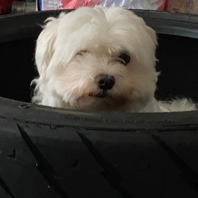 garage_178's profile picture. 金欠DIYカスタム みかん色のBRZ後期顔前期86ビーロク号 走る仕様で10jに285履いてますo(`･ω´･+o) ﾄﾞﾔｧ…！十勝スピードウェイ🔰クラブマン1:44.900 jr 59.278