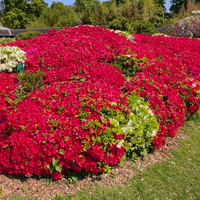 AkramSalha's profile picture. Iran is pure evil. Iran's proxies, Hamas and Hezbollah, are terrorists. They are the worst enemies of all humans.