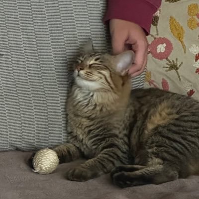 orangelayslover's profile picture. lorde have mercy