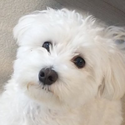 thesirokuma's profile picture. 