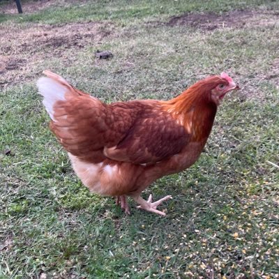 tingtian477085's profile picture. 