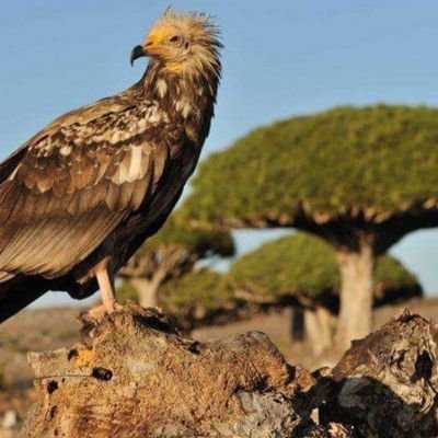 MAlmrysy76613's profile picture. كن كالنخلةِ عن الأحقادِ مرتفعاً، ترمى بصخرٍ فتلقي أطيبَ الثمري 
قد نكتب   عن الحب ونحن لا نحب 
وقد نكتب عن الأمل ونحن في شرنقة اليأس