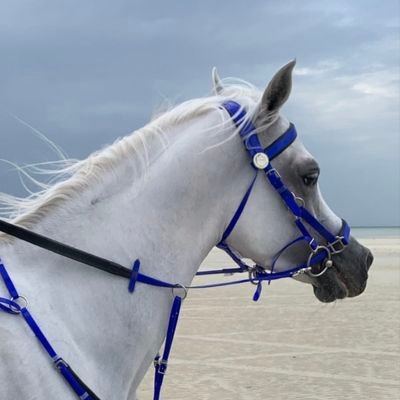 Nouf_2202's profile picture. اللهم إنا نسألك حُسن الخاتمة.. 💙