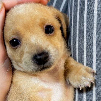 pperpk's profile picture. 