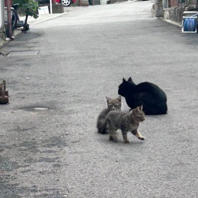 kohaku___1229's profile picture. 