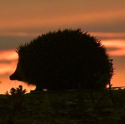 sadi_ane's profile picture. 💝 @amyrosevr  💝 creator of stimuland and blubuni
i like draw okay