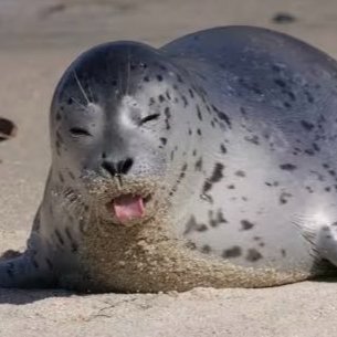 hellboy78594's profile picture. 19 🦭 repost acc