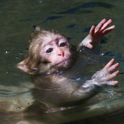 glimpseofss's profile picture. 