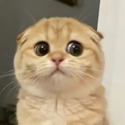 zyfour4's profile picture. 