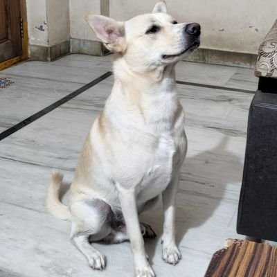 Mr_Polisetty's profile picture. It'll make sense in the end I guess.