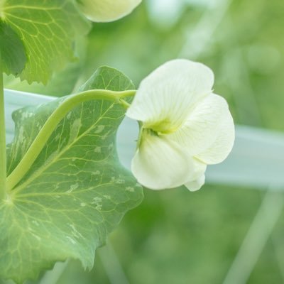 8Sk4I6d6b95q1Ws's profile picture. 中山間地域の耕作放棄地をお借りし農業やってます。超小規模の専業農家。今はキュウリ🥒栽培終わってスナップエンドウ🫛と高菜🥬など作ってます。6次産業で農産物の加工もやってます。