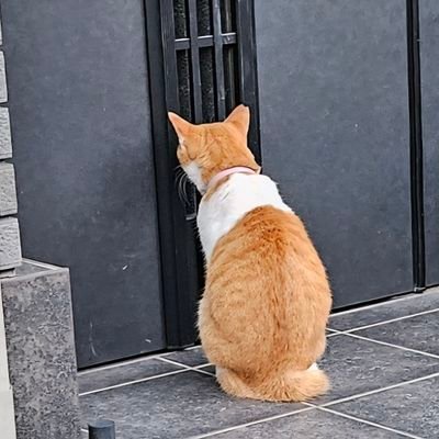 ChihoNogam76600's profile picture. 兵庫県姫路市🏯産まれ、父の転勤で大阪へ、結婚して夫の転勤で東京に流れ着きました。私は夢で導かれて家庭連合に入信しました。入信して7年後92年祝福を受けました。すっかりじぃじとばぁばです。☺️母はPLでした。宗教2世です。