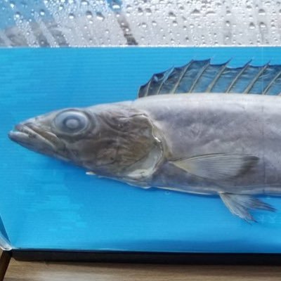 karume_Ao's profile picture. Web開発は独学で半年ほど学習していました。2025/11/22〜