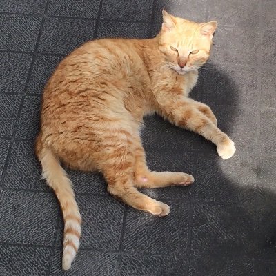 yaromai_'s profile picture. 