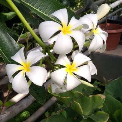 juliettyuu's profile picture. 