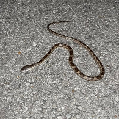 h3rzlf's profile picture. 17yo local tetris goat (u/ppillowss; tetr-clarkypoo)