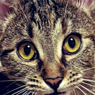 panka_sinka's profile picture. 