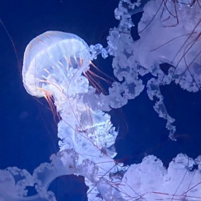 mocho_pon's profile picture. オタクの雑多垢/病み期多◎