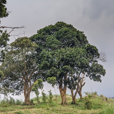 RezzaWil's profile picture. 