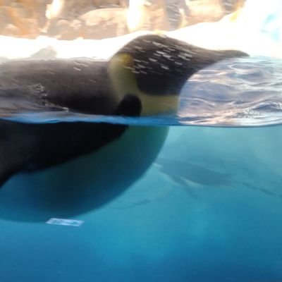 pffx_7's profile picture. アイマスやる ベーシスト（ビギナー）   ベースはSG standard　高1