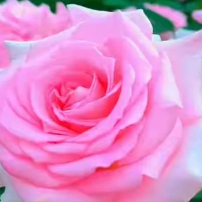 Basi18703's profile picture. like you 💐