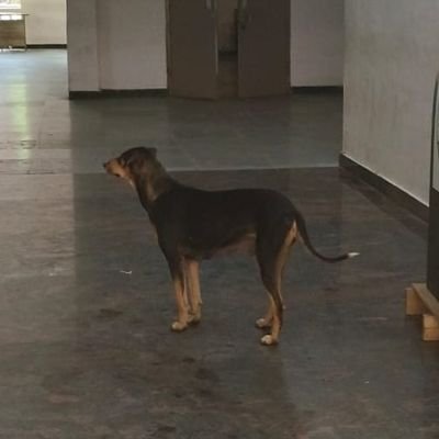 aravintharavan's profile picture. vetti payyan