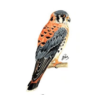 cernicalollora's profile picture. 