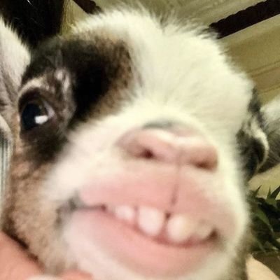 wwsheepheartww's profile picture. Okay 앉았다